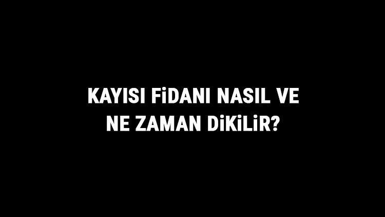 Kayısı Fidanı Nasıl Ve Ne Zaman Dikilir Kayısı Fidanı Yetiştirme, Bakımı Ve Fiyatları