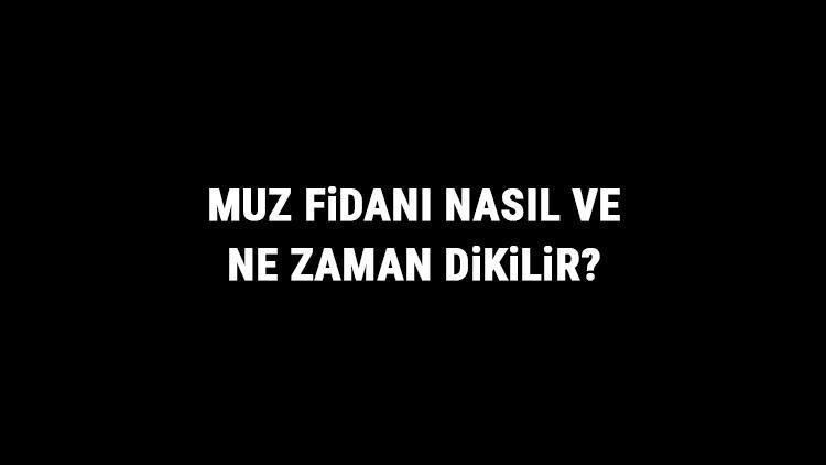 Muz Fidanı Nasıl Ve Ne Zaman Dikilir? Muz Fidanı Yetiştirme, Bakımı Ve Fiyatları