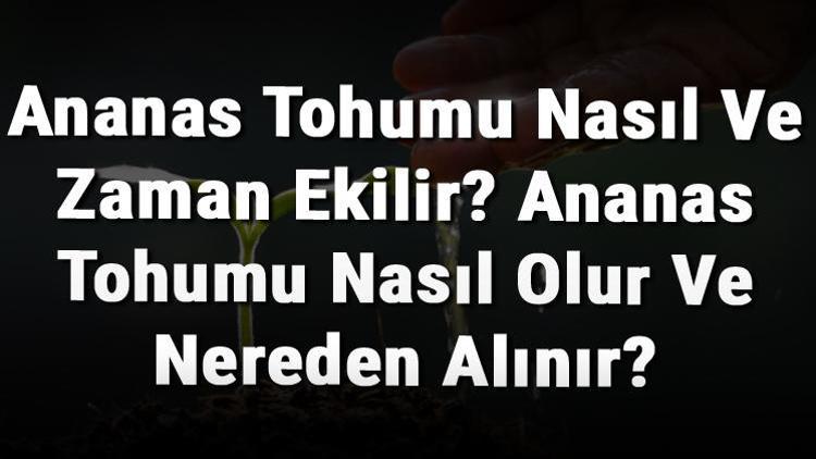 Ananas Tohumu Nasıl Ve Zaman Ekilir? Ananas Tohumu Nasıl Olur Ve Nereden Alınır?