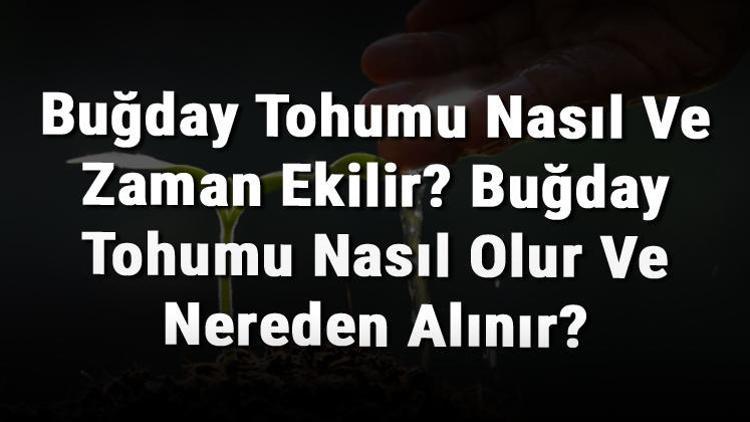 Buğday Tohumu Nasıl Ve Zaman Ekilir? Buğday Tohumu Nasıl Olur Ve Nereden Alınır?