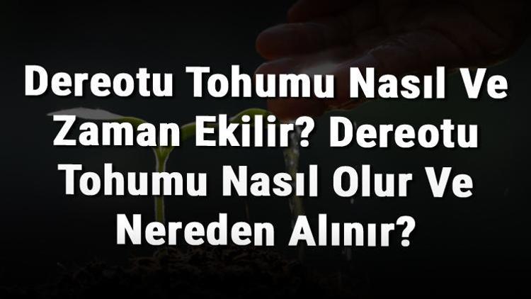 Dereotu Tohumu Nasıl Ve Zaman Ekilir? Dereotu Tohumu Nasıl Olur Ve Nereden Alınır?