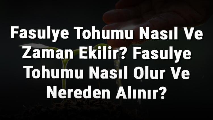 Fasulye Tohumu Nasıl Ve Zaman Ekilir? Fasulye Tohumu Nasıl Olur Ve Nereden Alınır?