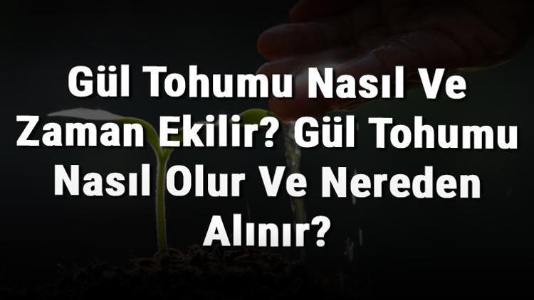 Gül Tohumu Nasıl Ve Zaman Ekilir? Gül Tohumu Nasıl Olur Ve Nereden Alınır?