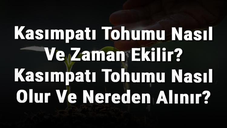 Kasımpatı Tohumu Nasıl Ve Zaman Ekilir Kasımpatı Tohumu Nasıl Olur Ve Nereden Alınır