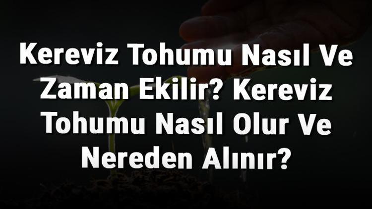 Kereviz Tohumu Nasıl Ve Zaman Ekilir? Kereviz Tohumu Nasıl Olur Ve Nereden Alınır?