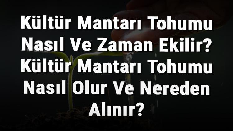 Kültür Mantarı Tohumu Nasıl Ve Zaman Ekilir Kültür Mantarı Tohumu Nasıl Olur Ve Nereden Alınır