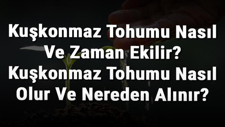 Kuşkonmaz Tohumu Nasıl Ve Zaman Ekilir? Kuşkonmaz Tohumu Nasıl Olur Ve Nereden Alınır?