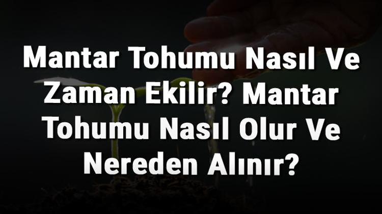 Mantar Tohumu Nasıl Ve Zaman Ekilir Mantar Tohumu Nasıl Olur Ve Nereden Alınır