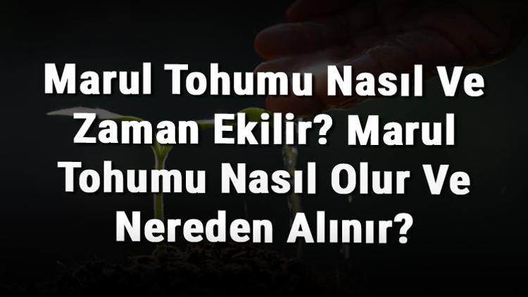 Marul Tohumu Nasıl Ve Zaman Ekilir Marul Tohumu Nasıl Olur Ve Nereden Alınır