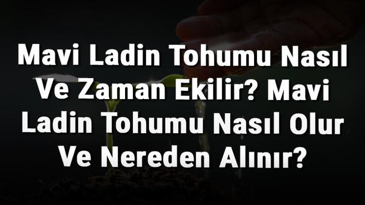 Mavi Ladin Tohumu Nasıl Ve Zaman Ekilir? Mavi Ladin Tohumu Nasıl Olur Ve Nereden Alınır?