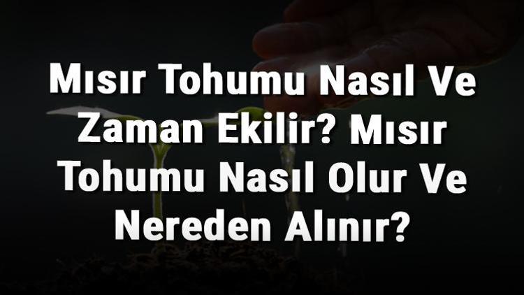 Mısır Tohumu Nasıl Ve Zaman Ekilir? Mısır Tohumu Nasıl Olur Ve Nereden Alınır?