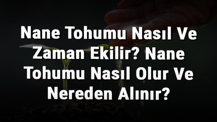 Nane Tohumu Nasıl Ve Zaman Ekilir Nane Tohumu Nasıl Olur Ve Nereden Alınır