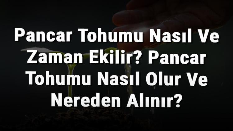 Pancar Tohumu Nasıl Ve Zaman Ekilir? Pancar Tohumu Nasıl Olur Ve Nereden Alınır?