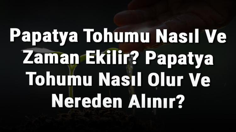 Papatya Tohumu Nasıl Ve Zaman Ekilir? Papatya Tohumu Nasıl Olur Ve Nereden Alınır?