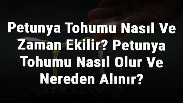 Petunya Tohumu Nasıl Ve Zaman Ekilir? Petunya Tohumu Nasıl Olur Ve Nereden Alınır?