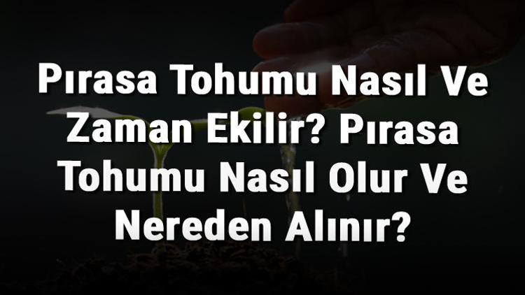 Pırasa Tohumu Nasıl Ve Zaman Ekilir? Pırasa Tohumu Nasıl Olur Ve Nereden Alınır?