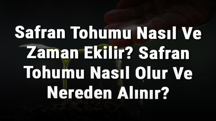 Safran Tohumu Nasıl Ve Zaman Ekilir? Safran Tohumu Nasıl Olur Ve Nereden Alınır?