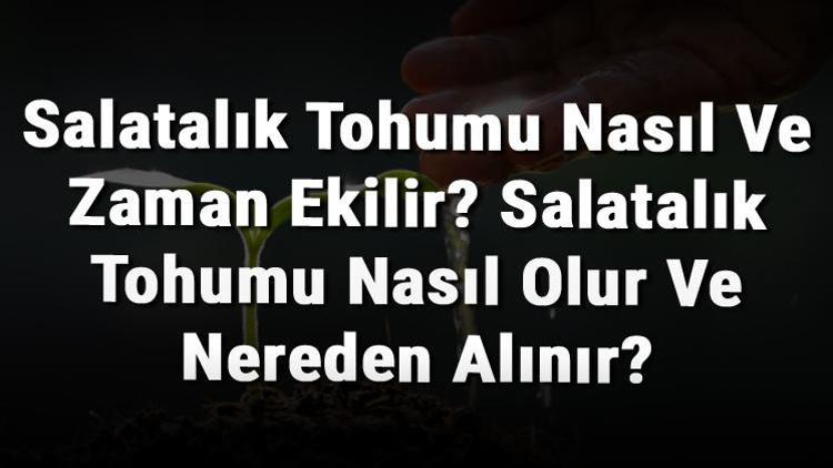 Salatalık Tohumu Nasıl Ve Zaman Ekilir? Salatalık Tohumu Nasıl Olur Ve Nereden Alınır?