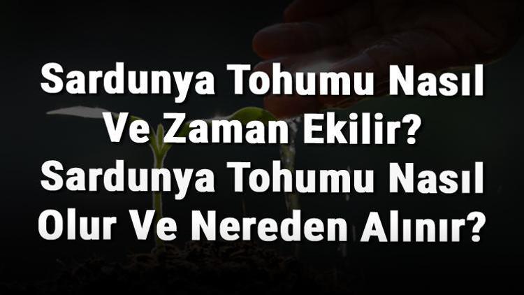 Sardunya Tohumu Nasıl Ve Zaman Ekilir? Sardunya Tohumu Nasıl Olur Ve Nereden Alınır?