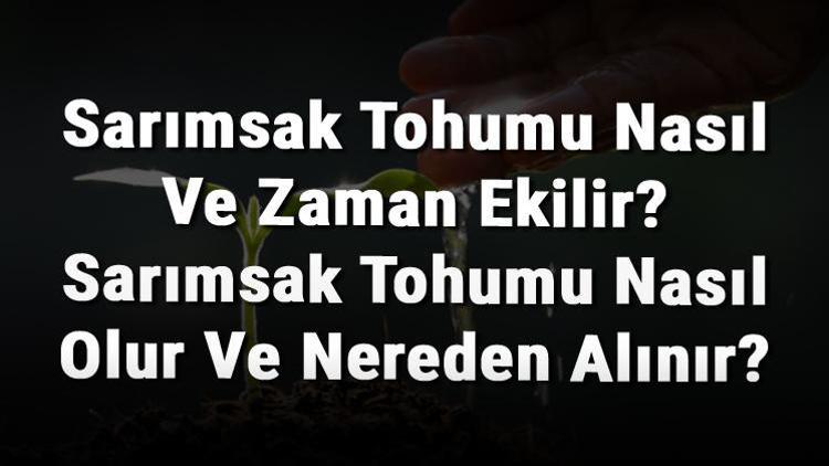 Sarımsak Tohumu Nasıl Ve Zaman Ekilir? Sarımsak Tohumu Nasıl Olur Ve Nereden Alınır?