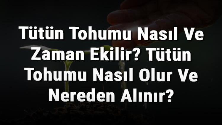 Tütün Tohumu Nasıl Ve Zaman Ekilir Tütün Tohumu Nasıl Olur Ve Nereden Alınır