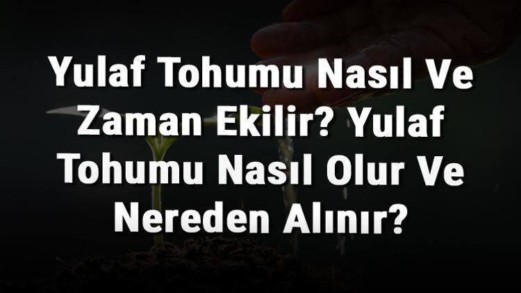 Yulaf Tohumu Nasıl Ve Zaman Ekilir? Yulaf Tohumu Nasıl Olur Ve Nereden Alınır?