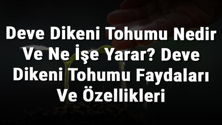 Deve Dikeni Tohumu Nedir Ve Ne İşe Yarar? Deve Dikeni Tohumu Faydaları Ve Özellikleri