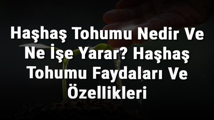 Haşhaş Tohumu Nedir Ve Ne İşe Yarar Haşhaş Tohumu Faydaları Ve Özellikleri