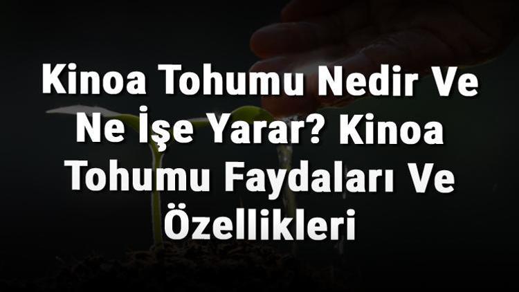 Kinoa Tohumu Nedir Ve Ne İşe Yarar? Kinoa Tohumu Faydaları Ve Özellikleri