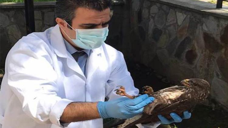 Balıkesirde nesli tehlike altındaki ulu doğan kuşu ile bir şahin yaralı bulundu