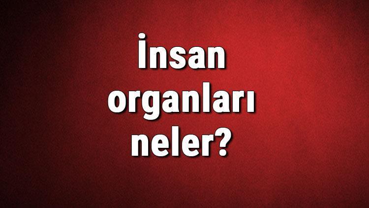 İnsan Organları neler İnsan Organlarının isimleri, yerleri ve görevleri hakkında bilgi