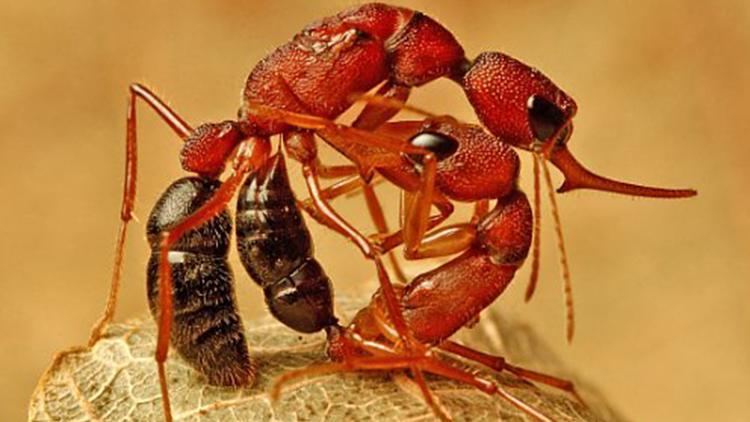 Bilim dünyası şaşkın Dişi karıncalar kraliçe olabilmek için beyinlerini feda ediyor