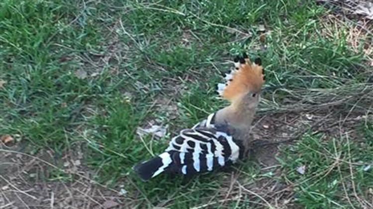 Gaziantepte yaralı bulunan ibibik kuşu koruma altına alındı