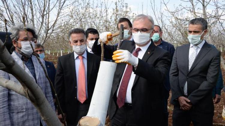 Diyarbakırda, 10 bin ceviz ağacı aşılandı