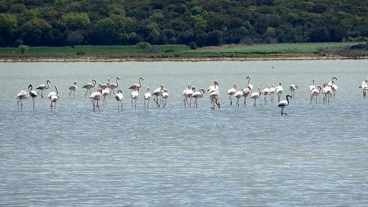 Çanakkalede göç eden flamingolar görüntülendi