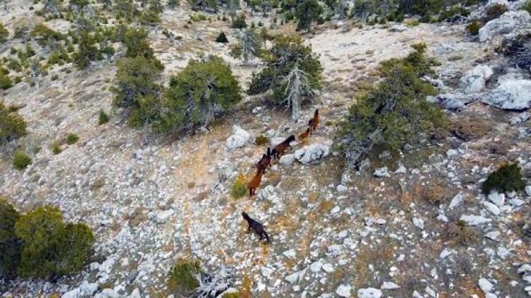 Burdurda yılkı atları, dronla görüntülendi