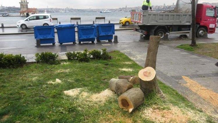 Üsküdarda ağaç kesmişlerdi 2 şüpheli, 200 ağaç dikecek