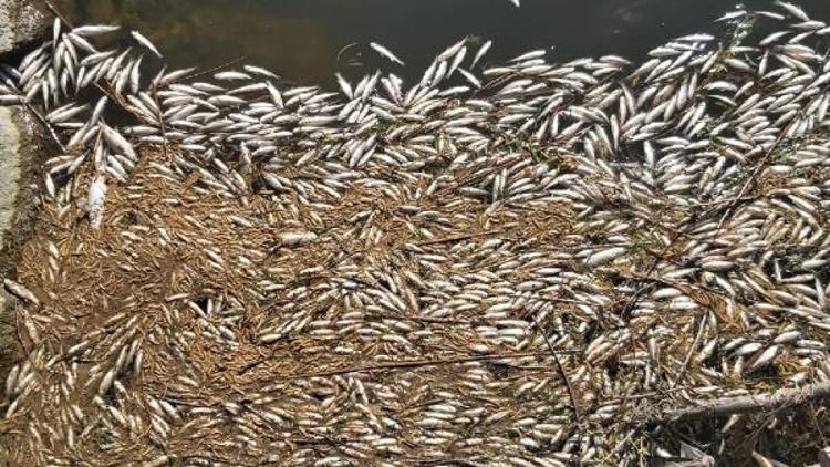 Dicle Nehrinde korkutan görüntü Binlerce ölü balık kıyaya vurdu