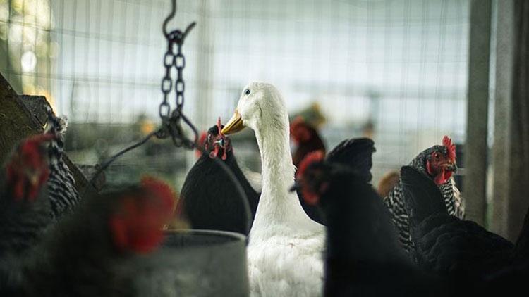 Danimarkada kuş gribi alarmı Hayvanlar itlaf ediliyor
