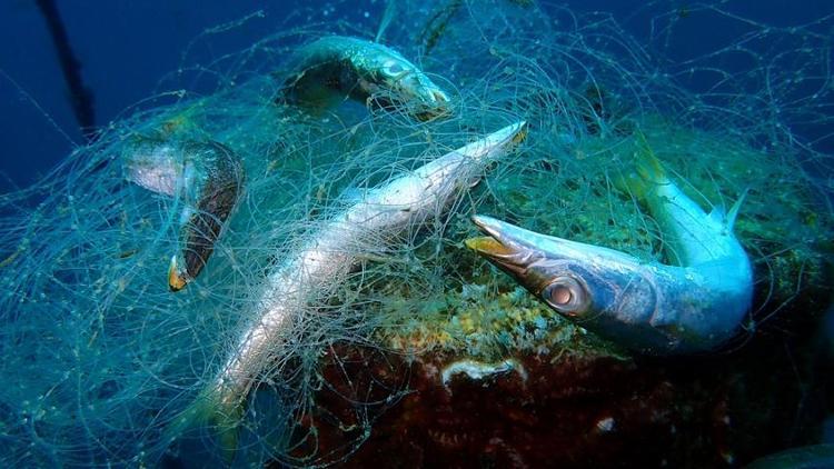 Balık diye plastik mi yiyoruz Marmara ve Karadeniz’deki balık türlerindeki sonuçlar şaşırttı