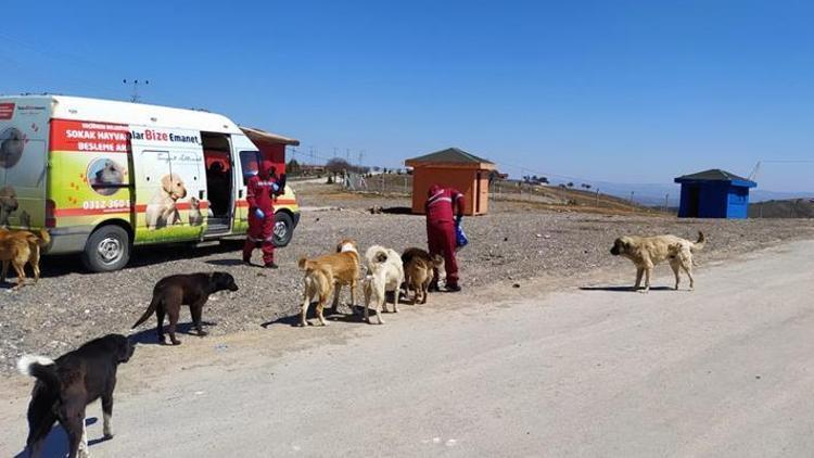 Sokak hayvanları için besleme timi kuruldu