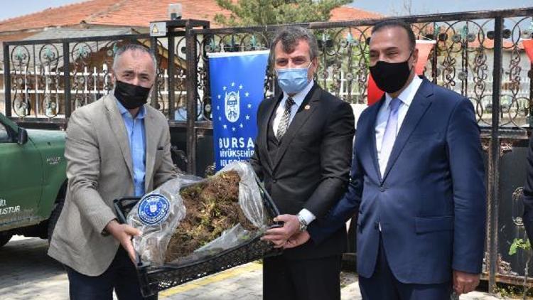 Bursa Büyükşehir Belediyesinden çiftçilere fidan desteği