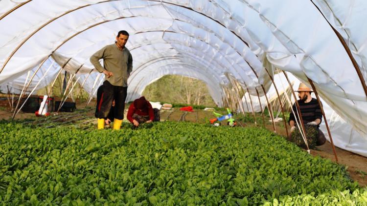 Aradığı kalite için sera kurdu