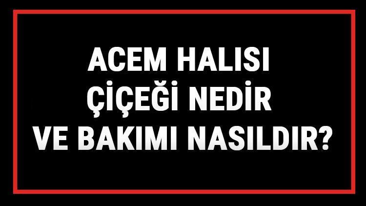 Acem Halısı Çiçeği Nedir Ve Bakımı Nasıldır Acem Halısı Çiçeği Anlamı, Özellikleri, Faydaları Ve Yetiştiriciliği