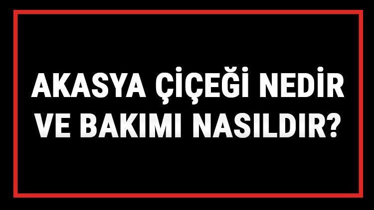 Akasya Çiçeği Nedir Ve Bakımı Nasıldır? Akasya Çiçeği Anlamı, Özellikleri, Faydaları Ve Yetiştiriciliği