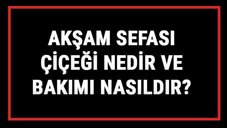 Akşam Sefası Çiçeği Nedir Ve Bakımı Nasıldır? Akşam Sefası Çiçeği Anlamı, Özellikleri, Faydaları Ve Yetiştiriciliği