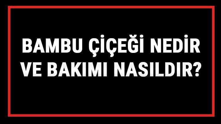 Bambu Çiçeği Nedir Ve Bakımı Nasıldır? Bambu Çiçeği Anlamı, Özellikleri, Faydaları Ve Yetiştiriciliği