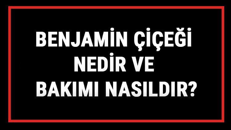 Benjamin Çiçeği Nedir Ve Bakımı Nasıldır Benjamin Çiçeği Anlamı, Özellikleri, Faydaları Ve Yetiştiriciliği