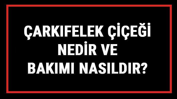 Çarkıfelek Çiçeği Nedir Ve Bakımı Nasıldır? Çarkıfelek Çiçeği Anlamı, Özellikleri, Faydaları Ve Yetiştiriciliği