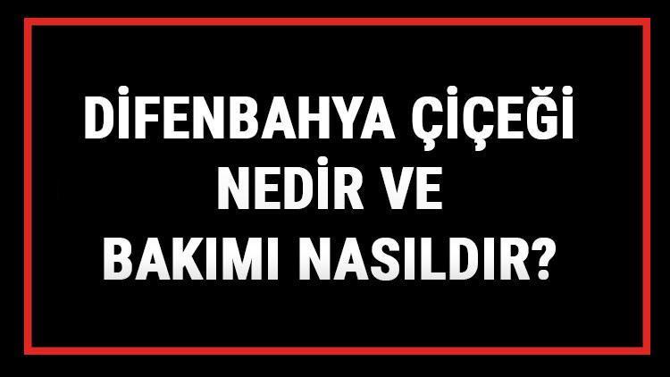 Difenbahya Çiçeği Nedir Ve Bakımı Nasıldır? Difenbahya Çiçeği Anlamı, Özellikleri, Faydaları Ve Yetiştiriciliği